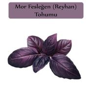 Zencefil Organik 3x100 Adet Mor Reyhan Tohumu Mor Fesleğen Tohumu