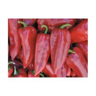 Zenfidan Yalova Yağlık 28 Biber Tohumu 10 gr Paket