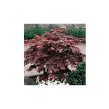 1001fidan Acer Palmatum Atropurpureum Kırmızı Japon Akçaağaç Fidanı 60-80 Cm