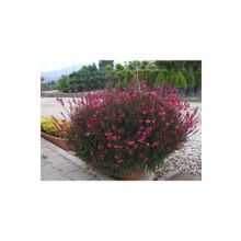 1001fidan Gaura Lindheimeri Siskyou Pink Fidanı 20-40 Cm