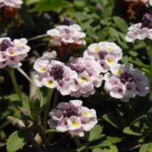 1001fidan Lippia repens Libya Çimi