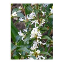 1001fidan Osmanthus Burkwoodii Kokulu Çiçekli Osmantus Fidanı 20-40 Cm