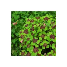 1001fidan Oxalis Tetraphylla Dört Yapraklı Süs Yoncası Fidesi