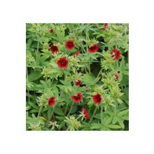 1001fidan Potentilla Thurberi Monarchs Beşparmak Otu Fidanı