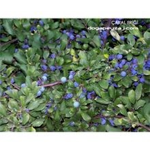 1001fidan Prunus Spinosa Çakal Eriği Fidanı