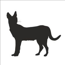 160 cm Vaşak Folyo Sticker