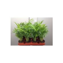30-40 cm Chamaedorea Elegans