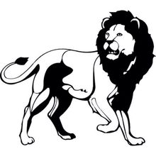 70 cm Aslan Lion Folyo Sticker