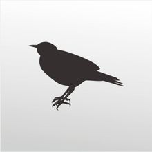 80 cm Bülbül Folyo Sticker