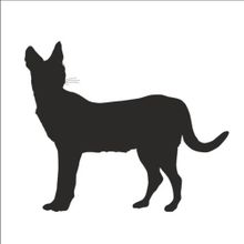 80 cm Vaşak Folyo Sticker