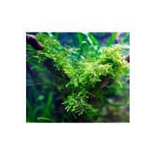 Anchor Moss 5x5 cm Yeni Sarım Canlı Bitki