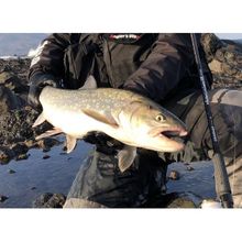 Apia Grandage Northern Lights 106 ml 320 cm 8-40 gr Spin Olta Kamışı