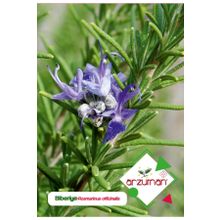 Arzuman 100 Adet Biberiye Tohumu