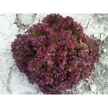 Arzuman Kırmızı Kıvırcık Marul İthal Marul 5 gr Tohum