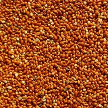 Aslımlar 1 kg Kırmızı Darı Kuş Yemi