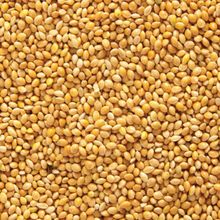 Aslımlar 10 kg Sarı Darı Kuş Yemi