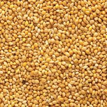 Aslımlar 5 kg Sarı Darı Kuş Yemi
