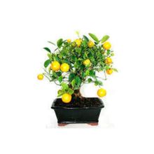 Ata Tohumculuk 10 Adet Bodur Bonsai Limon Ağacı Tohumu Italyan