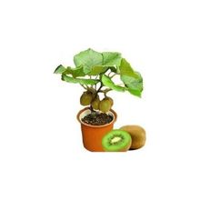 Ata Tohumculuk 10 Adet Bodur Kivi Bonsai Ağacı Tohumu