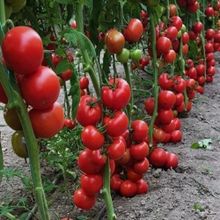 Ata Tohumculuk 5 Adet Sırık Domates Tohumu