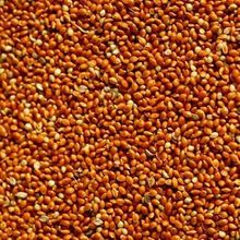 Badem Akvaryum 500 gr Dökme Kızıl Darı Kuş Yemi