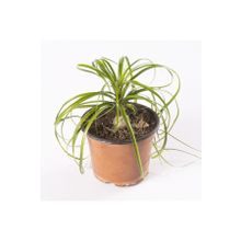 Beaucarnea Recurvata Nolina Fil Ayağı Bitkisi