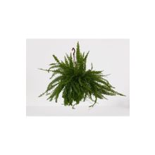 Bitki 30-40 cm Aşk Merdiveni Askılı Nephrolepis