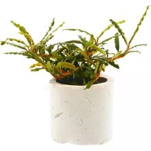 Bucephalandra Micro Belindae Saksı Canlı Bitki