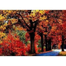 Cakapuzzle Ağaçlı Yol ve Sonbahar Yaprakları 120 Parça Ahşap Puzzle