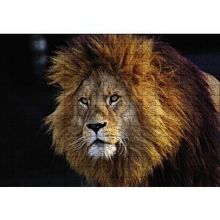 Cakapuzzle Aslan Kral 120 Parça Ahşap Puzzle
