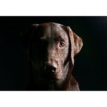 Cakapuzzle Av Köpeği Evcil Hayvanla 120 Parça Ahşap Puzzle