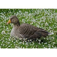 Cakapuzzle Beyaz Papatyalar Arasındaki Kaz 120 Parça Ahşap Puzzle