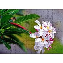 Cakapuzzle Beyaz Sarı Plumeria Çiçeği Görseli 120 Parça Ahşap Puzzle
