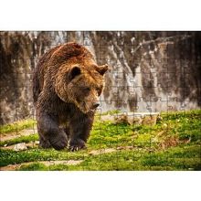 Cakapuzzle Boz Ayı Ormanda 120 Parça Ahşap Puzzle