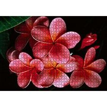 Cakapuzzle Büyük Kırmızı Yapraklı Plumeria Çiçeği 120 Parça Ahşap Puzzle