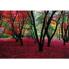 Cakapuzzle Büyülü Sonbahar Ormanı 120 Parça Ahşap Puzzle