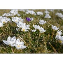 Cakapuzzle Çayırda Beyaz Çiğdem Çiçekleri 120 Parça Ahşap Puzzle