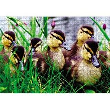 Cakapuzzle Çayırda Ördek Yavruları 120 Parça Ahşap Puzzle