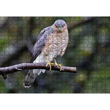 Cakapuzzle Dalda Etrafı Kolaçan Eden Doğan 120 Parça Ahşap Puzzle