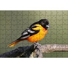 Cakapuzzle Dalda Turuncu Siyah Egzotik Kuş 120 Parça Ahşap Puzzle