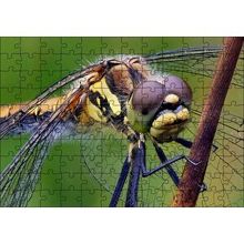 Cakapuzzle Dişi Yusufçuk Makro Çekim 120 Parça Ahşap Puzzle