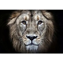 Cakapuzzle Erkek Aslan Siyah Zemin 120 Parça Ahşap Puzzle