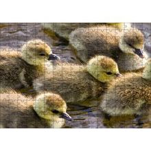 Cakapuzzle Gölde Yüzen Sarı Ördek Yavruları 120 Parça Ahşap Puzzle