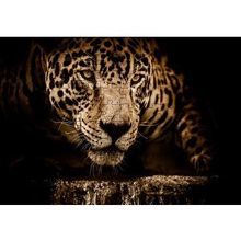 Cakapuzzle Jaguar Pusuda Yakın Plan 255 Parça Puzzle