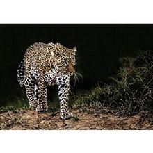 Cakapuzzle Karanlıktaki Java Leoparı 120 Parça Ahşap Puzzle