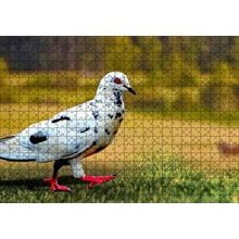Cakapuzzle Kırmızı Ayaklı Damalı Beyaz Güvercin 120 Parça Ahşap Puzzle