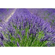 Cakapuzzle Lavanta Tarlasında Lavantalar 120 Parça Ahşap Puzzle
