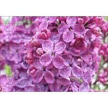 Cakapuzzle Mor Orkideler Görseli 120 Parça Ahşap Puzzle