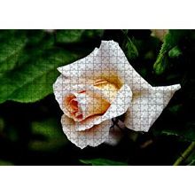 Cakapuzzle Sarı Beyaz Gül Yakın Çekim 120 Parça Ahşap Puzzle