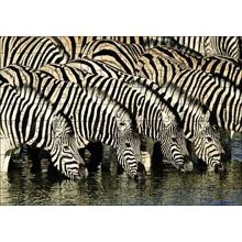 Cakapuzzle Su İçen Zebra Sürüsü Görseli 120 Parça Ahşap Puzzle